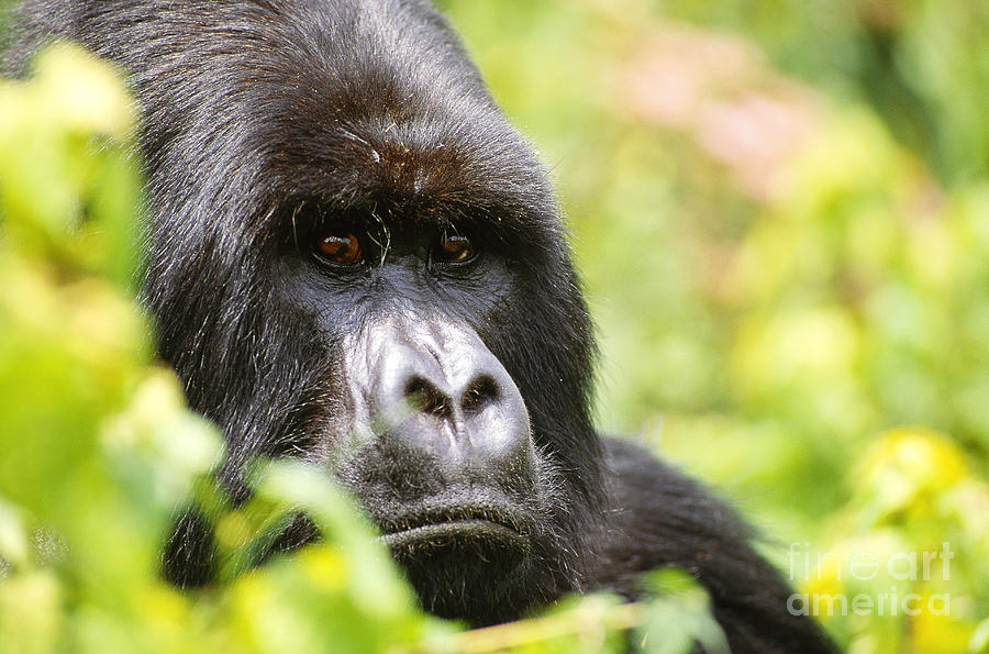 Mountain Gorilla, Rwanda Photograph by Art Wolfe