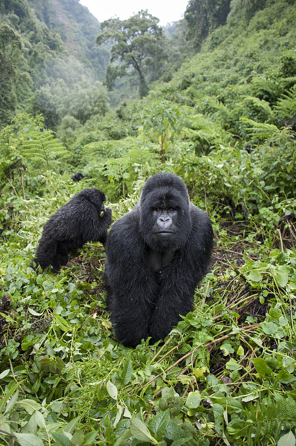 Mountain Gorilla Silverback And Young Photograph by Suzi  Eszterhas