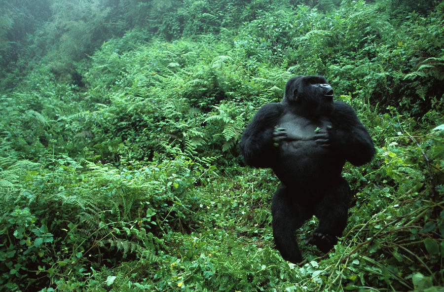 Mountain Gorilla Silverback Displaying Photograph by Cyril Ruoso