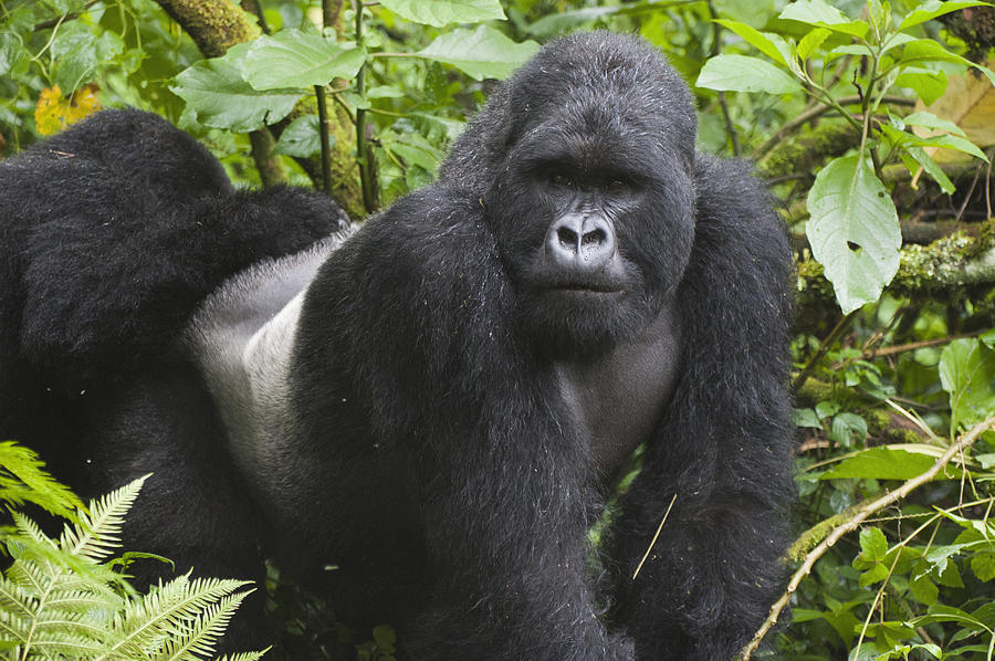 Mountain Gorilla Silverback Rwanda Photograph by D. & E.  Parer-Cook