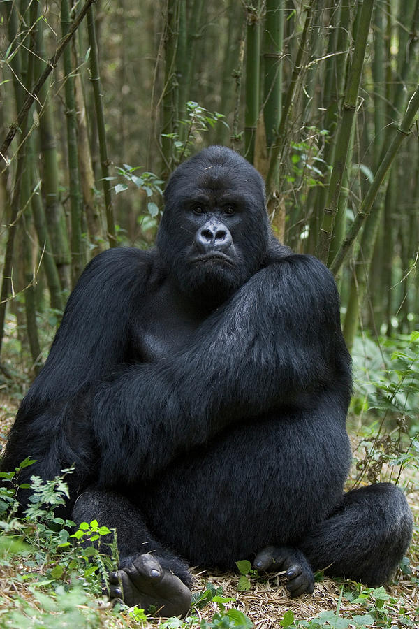 huge silverback gorilla