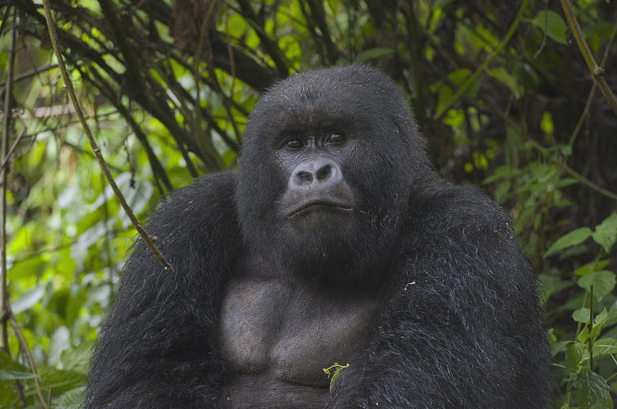 Mountain Gorilla Sub-adult Male Rwanda Photograph by D. & E.  Parer-Cook