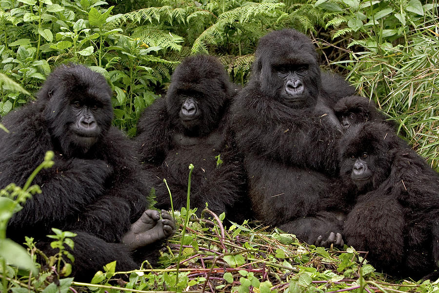 Mountain Gorilla Susa Group Photograph by Ingo Arndt Mountain Gorilla Susa Group Photograph by Ingo Arndt