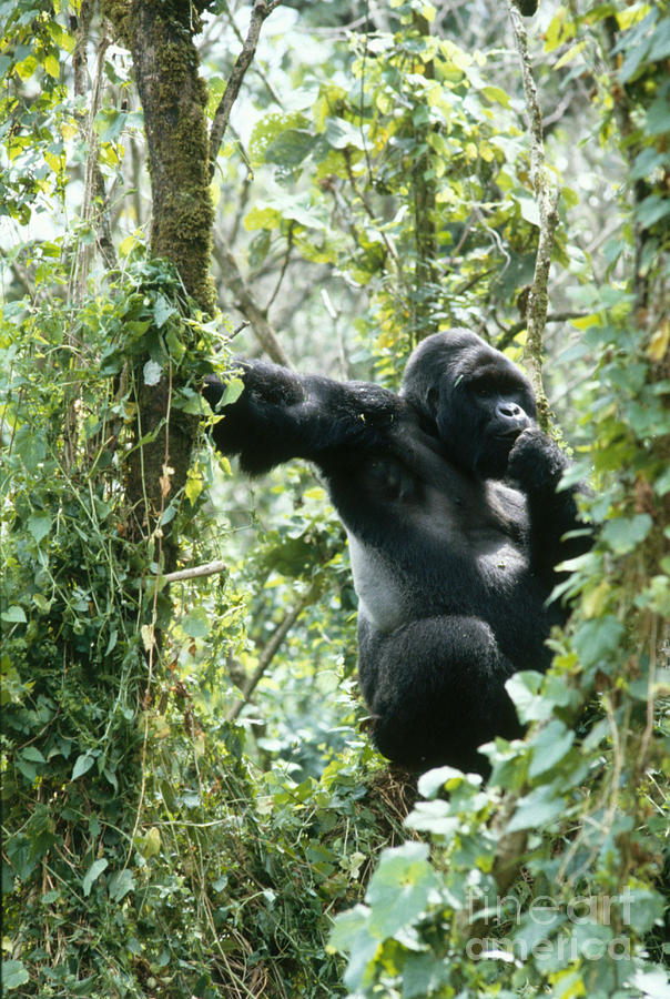 Mountain Gorilla Photograph by Tierbild Okapia
