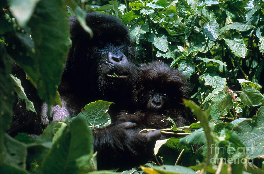 Mountain Gorillas Photograph by Art Wolfe
