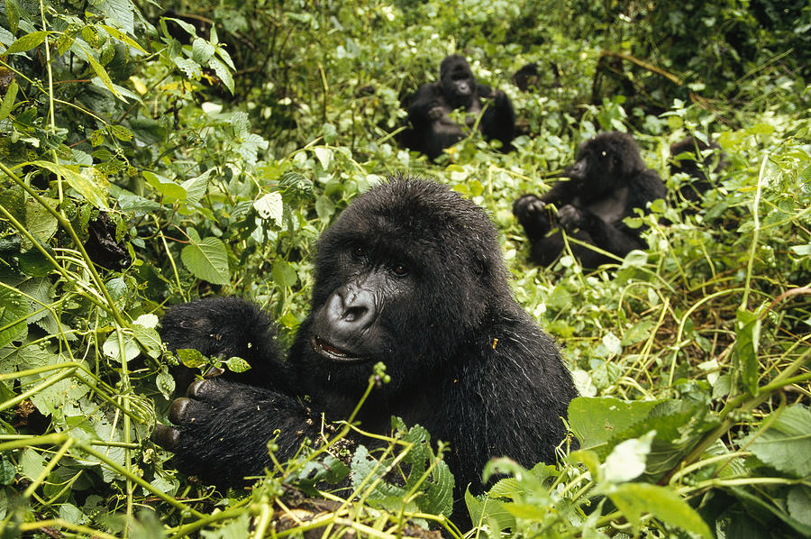 Mountain Gorillas Feeding Photograph by Konrad Wothe