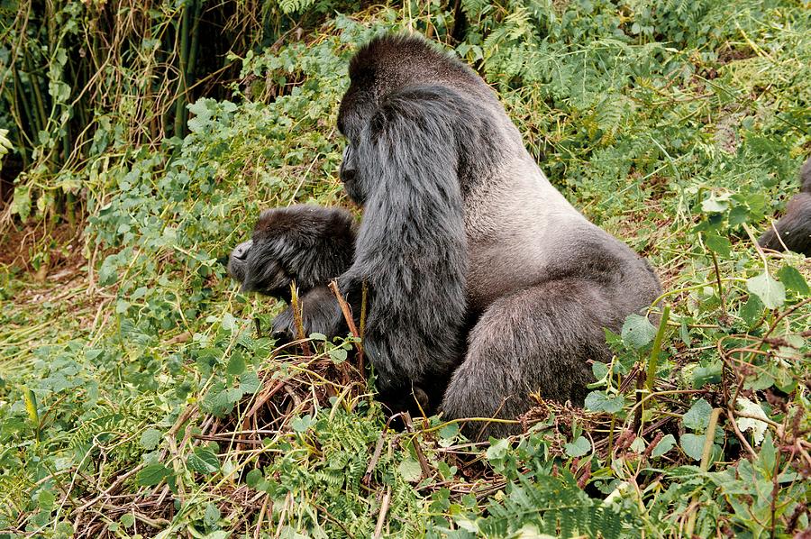 are silverback gorillas male or female