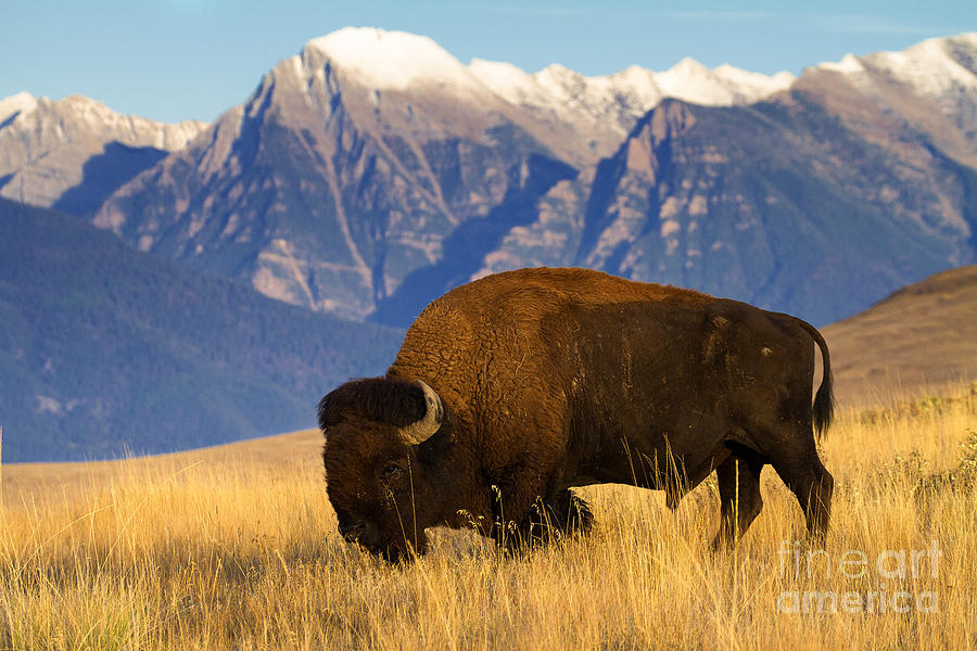 Bison Photograph - Mountain Grass by Aaron Whittemore