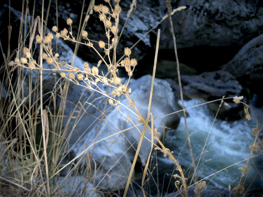 Mountain Grasses Photograph by Ann Powell