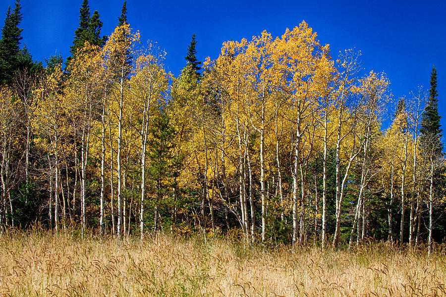 Mountain Grasses Autumn Aspens In Deep Blue Sky Photograph by James BO Insogna