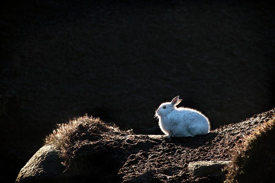 Mountain Hare Photograph by Alex Hyde