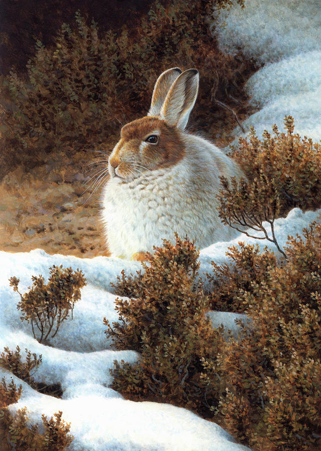 Mountain Hare In Snow In Winter Photograph by Ikon Ikon Images