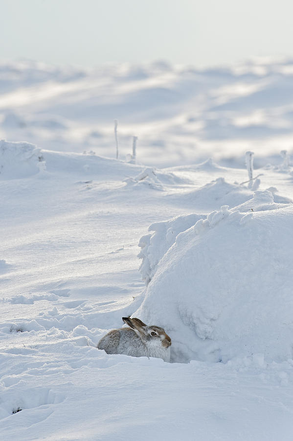 Mountain Hare Photograph by Terry Whittaker