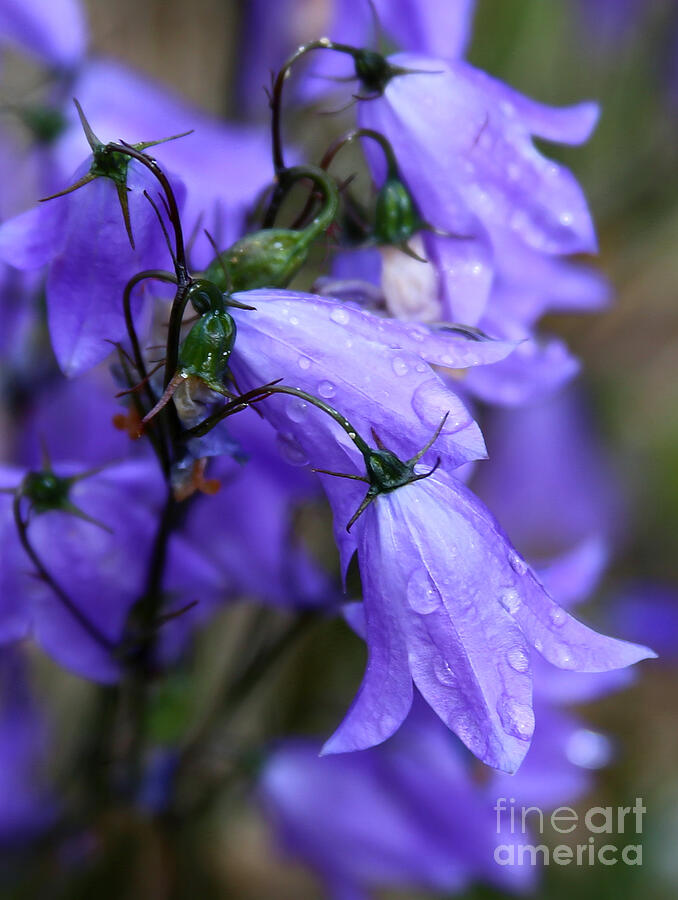 Mountain Harebell Photograph by Marty Fancy