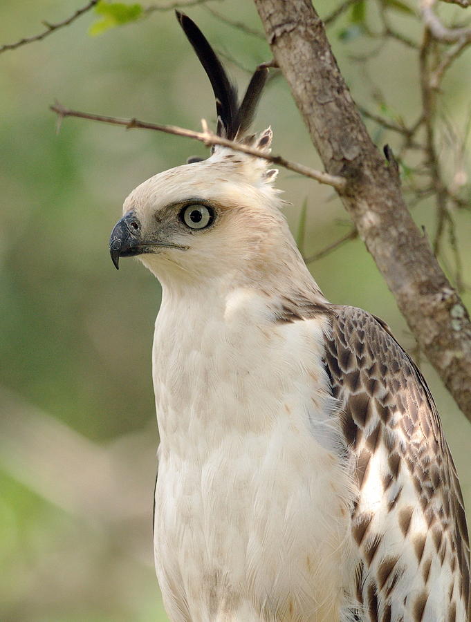 Mountain Hawk Egle Photograph by Susantha Wijegunasekera | Fine Art America