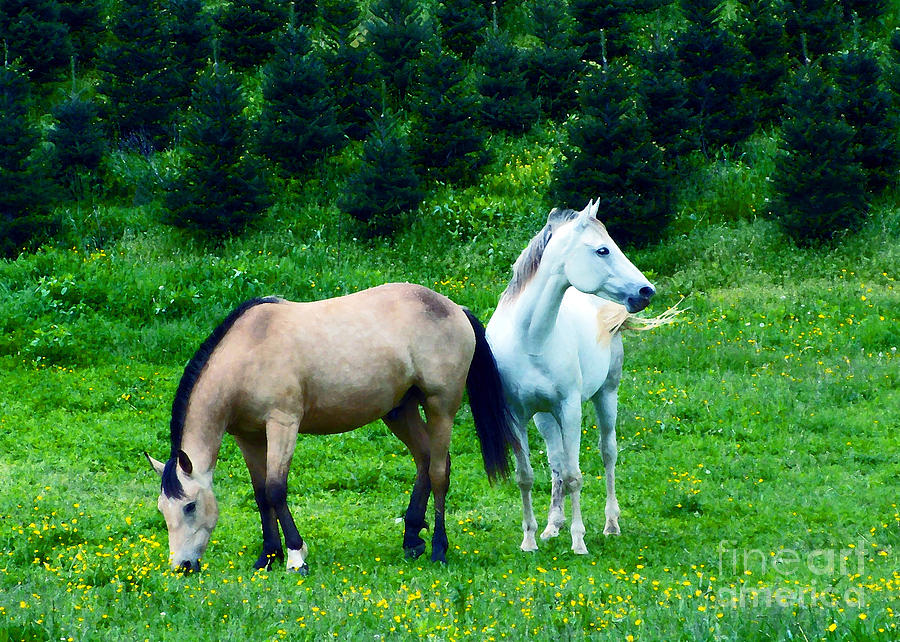 Mountain Horses Grazing  Photograph by Lydia Holly
