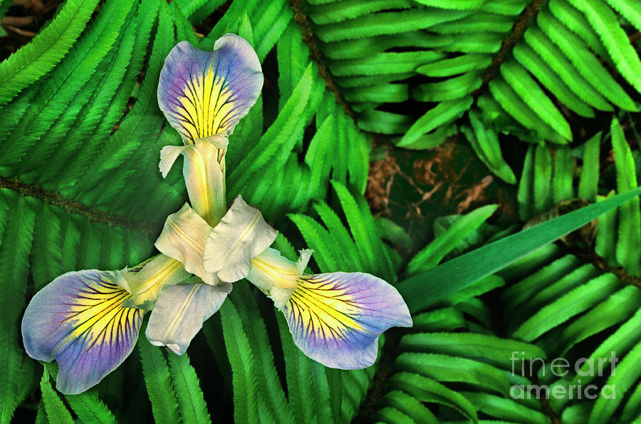 Mountain Iris and Ferns Photograph by Dave Welling