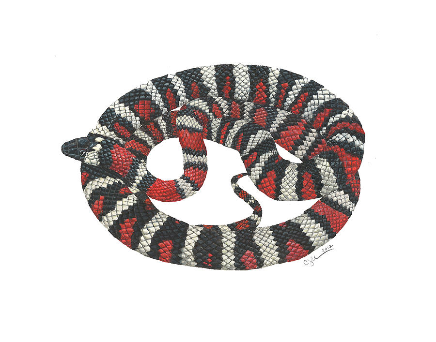 Mountain King Snake Painting by Cindy Hitchcock