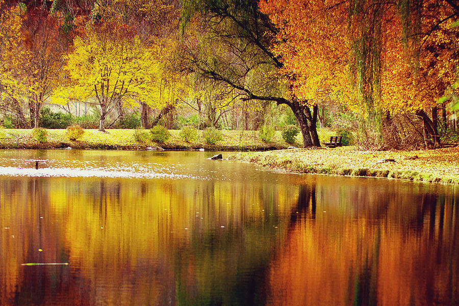 Tree Photograph - Mountain Lake Fall Reflections by Gray  Artus