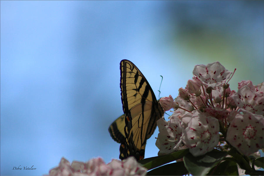 Mountain Larual Butterfly Photograph by Debra     Vatalaro