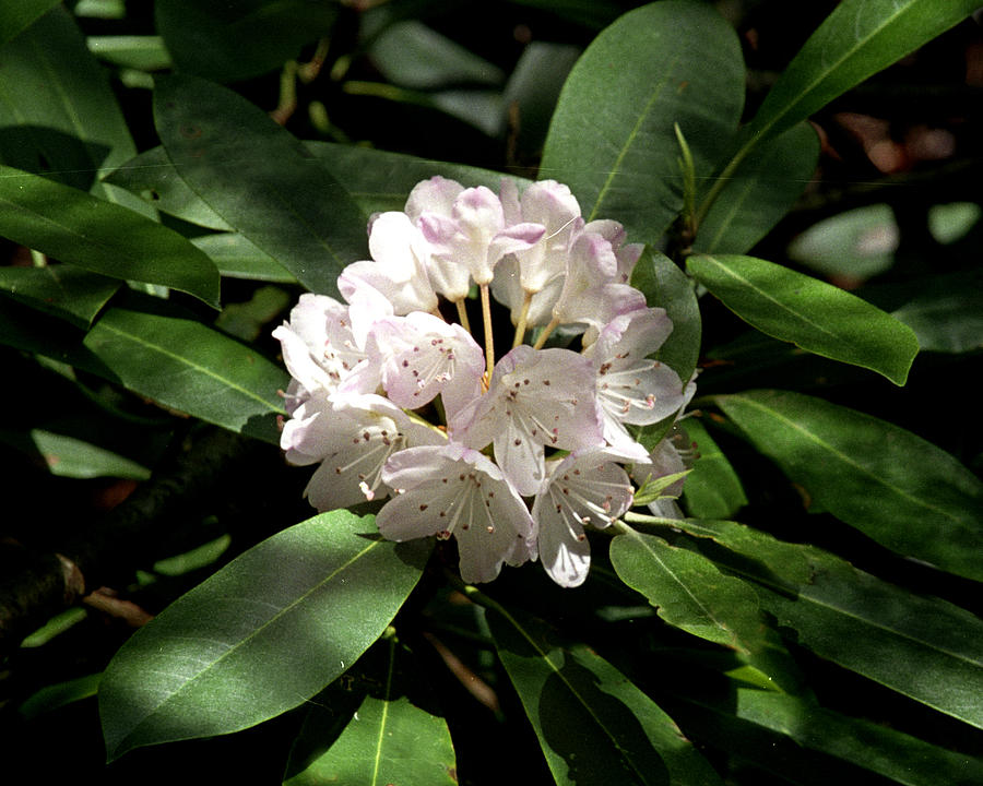 Mountain Laurel Photograph by Dick Hull | Fine Art America