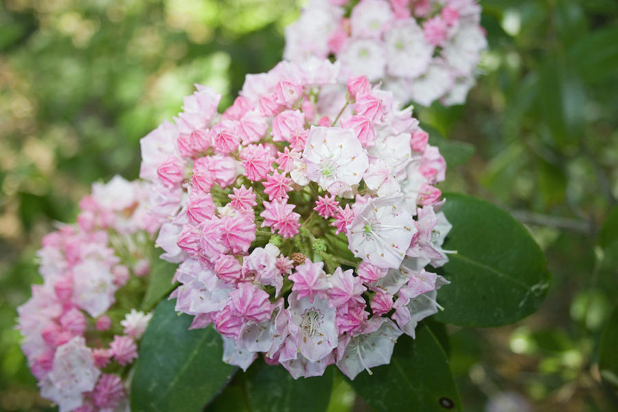 Mountain Laurel Flowers Photograph by Science Photo Library Mountain Laurel Flowers Photograph by Science Photo Library