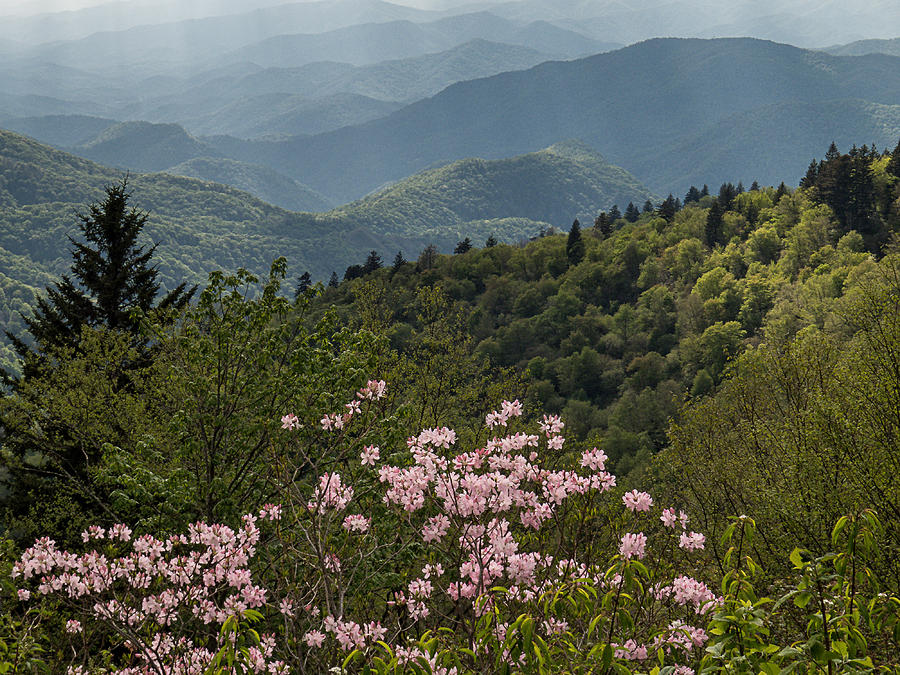 Mountain Laurel in the Smoky Mountains  Photograph by Patti Deters