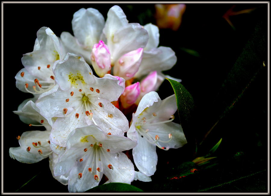Mountain Laurel Blooms Photograph by Kathy Barney