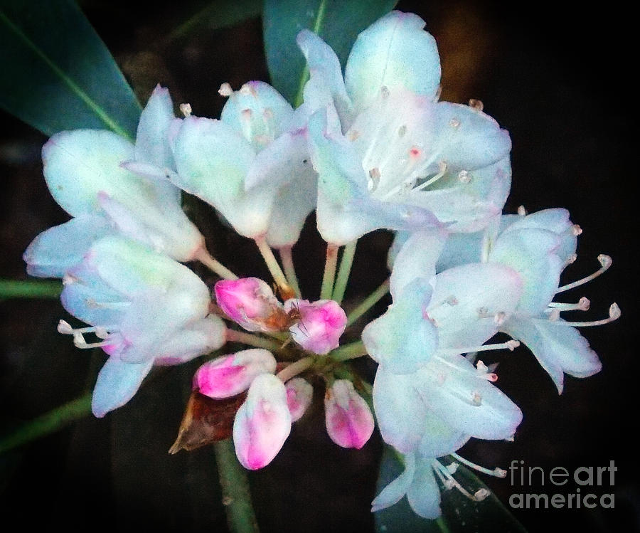 Flower Photograph - Mountain Laurel Majesty by Annette Allman