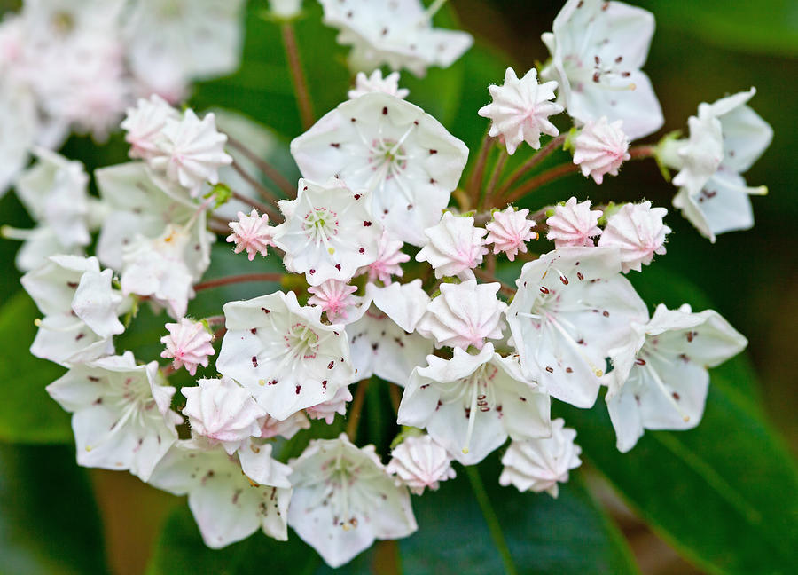 Mountain Laurel Photograph by Melinda Fawver