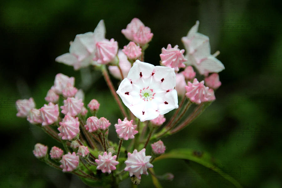 Mountain Laurel Song Photograph by Jemmy Archer