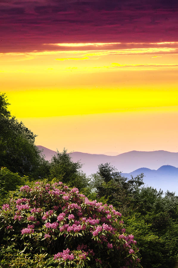 Mountain Laurel Sundown Photograph by Randall Branham