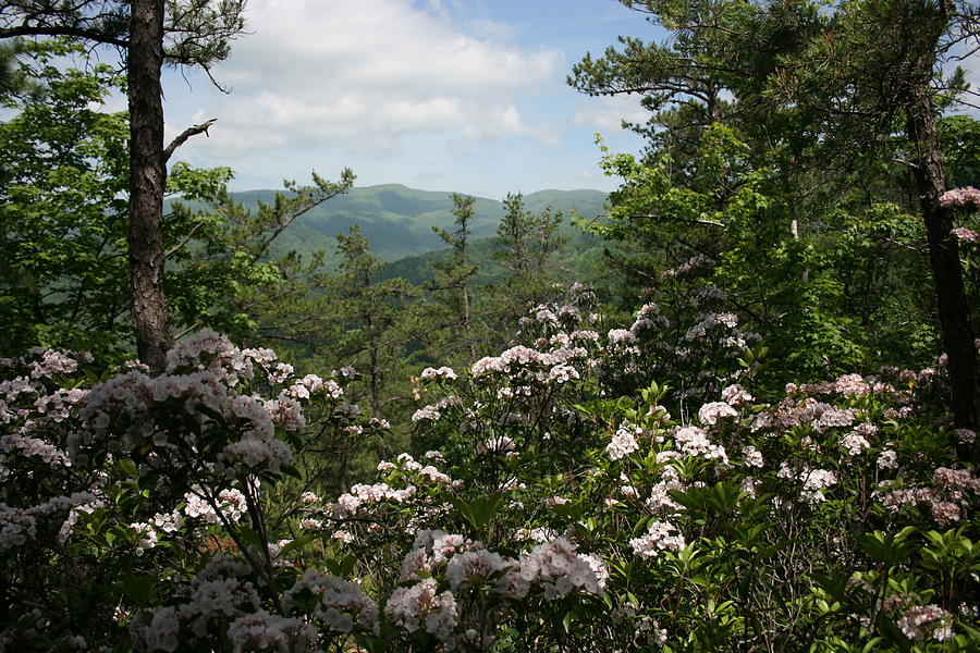Mountain Laurel View Photograph by Marty Fancy