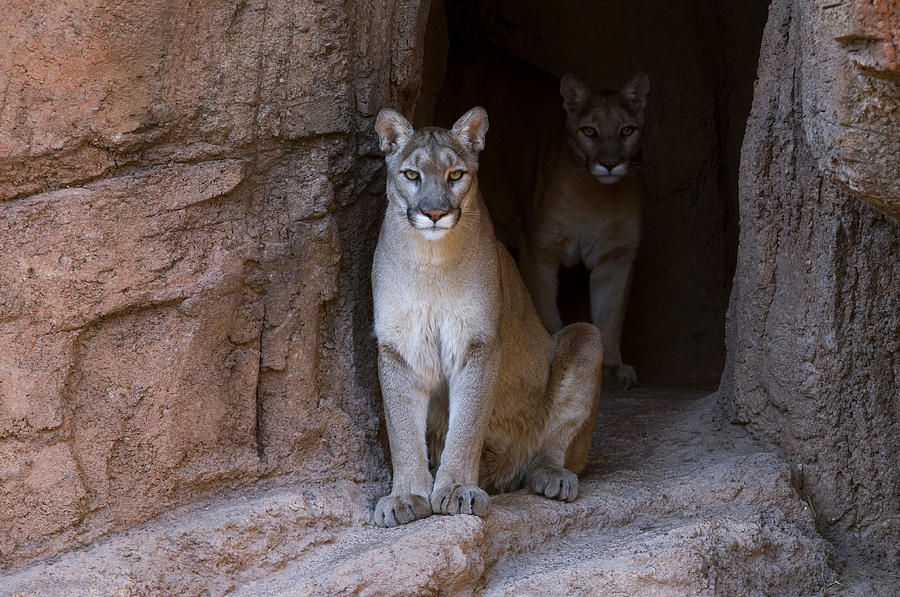 Mountain Lions in Cave Photograph by Arterra Picture Library