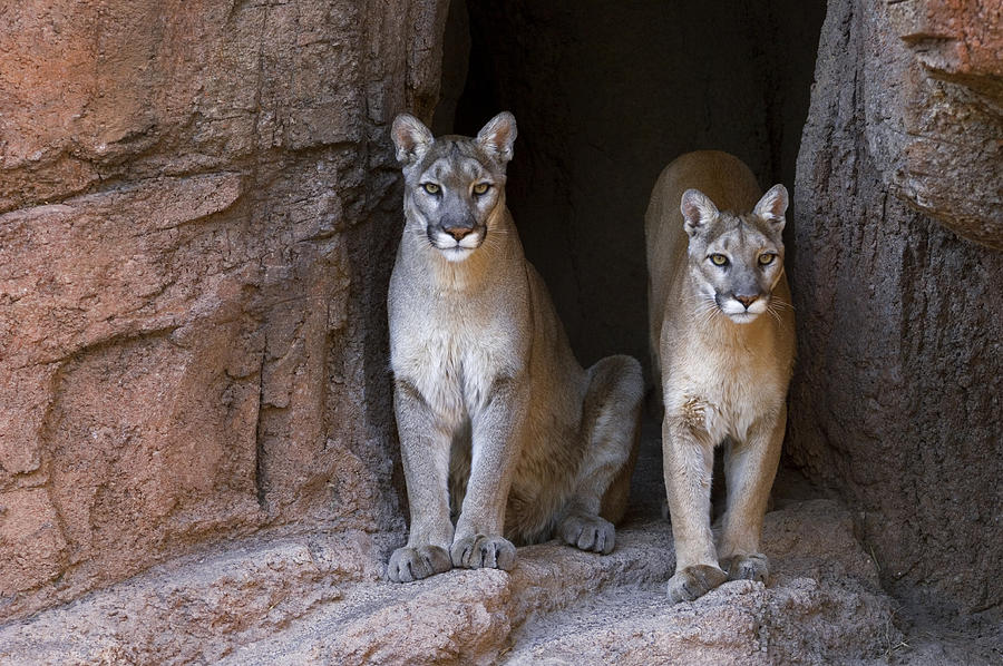 Mountain Lion Couple Photograph