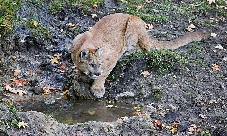 Mountain Lion at the Spring Photograph by Max Waugh