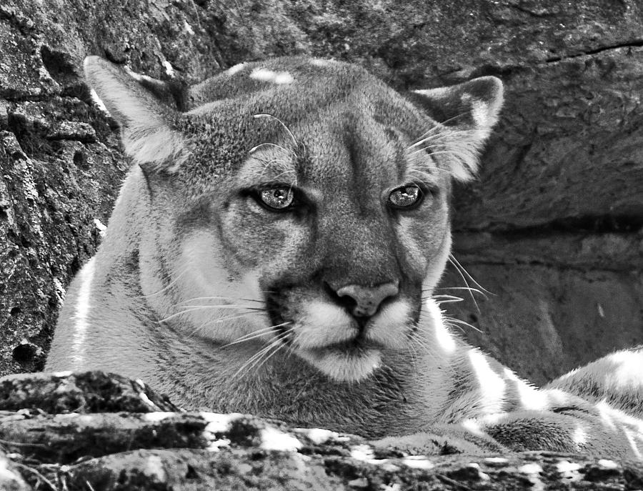 Have you seen a mountain lion in Bergen County? 