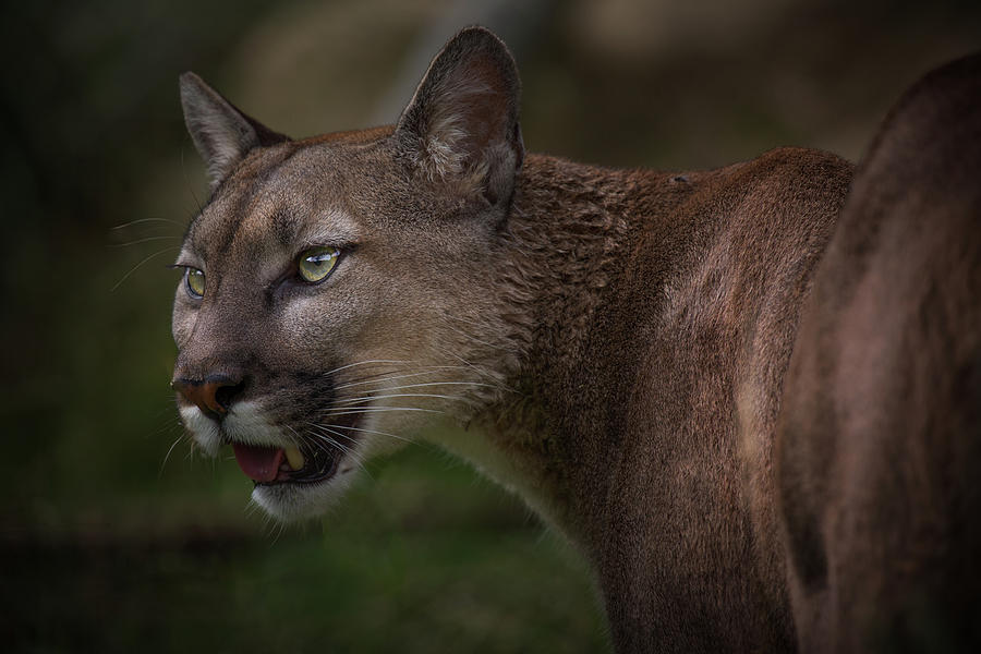 Mountain Lion Photograph by Billy Currie Photography