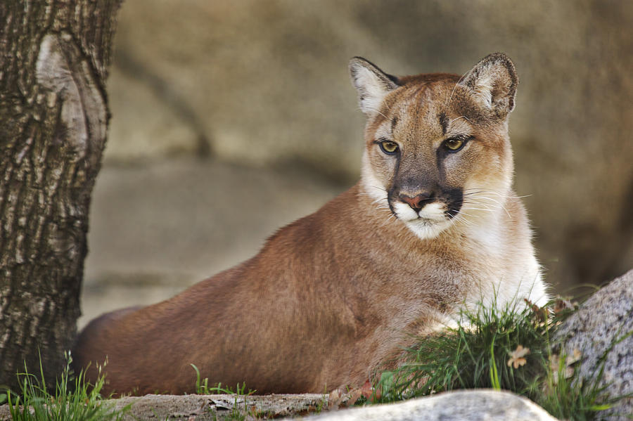 Mountain Lion  Photograph by Brian Cross