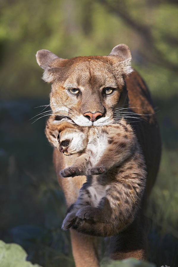 Mountain Lion Carrying Her Cub Photograph by Tim Fitzharris