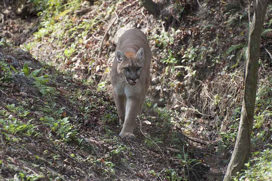 Cat Photograph - Mountain Lion by Cathie Crow