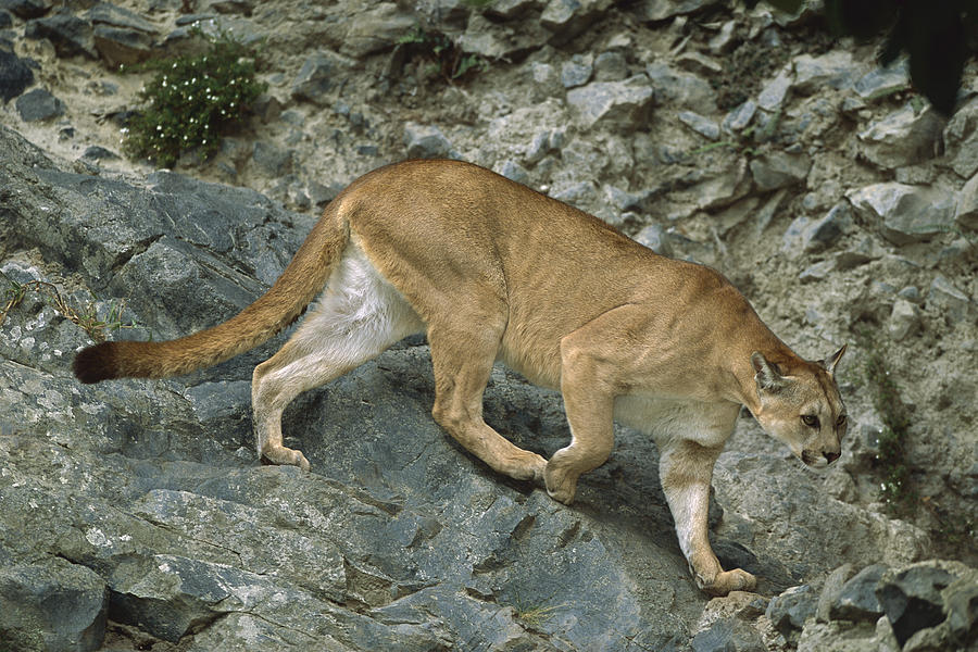 Animal Photograph - Mountain Lion Crossing Rocky Terrain by Tui De Roy