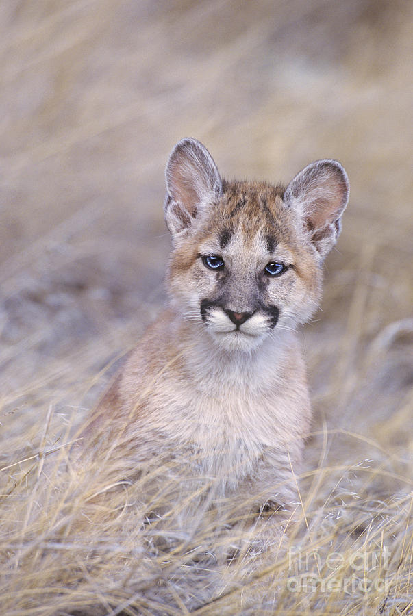 Mountain Lion Cub in Dry Grass Photograph by Dave Welling