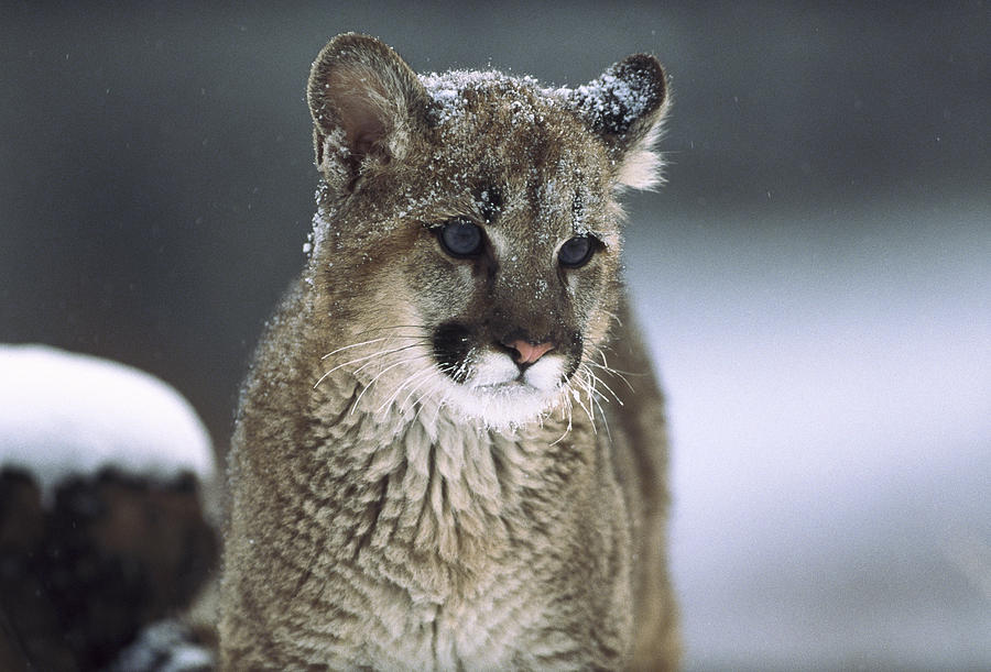 Mountain Lion Cub In Snow Montana Photograph by Tim Fitzharris