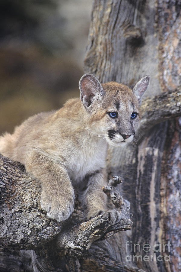 Mountain Lion Cub on Tree Branch Photograph by Dave Welling
