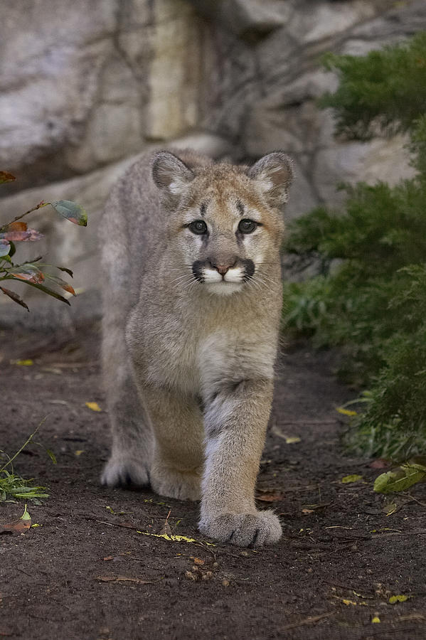 Mountain Lion Cub Walking Photograph by San Diego Zoo