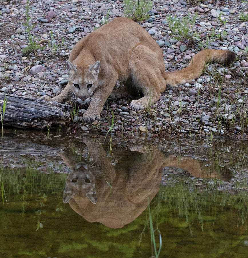 Mountain Lion Photograph by Dee Carpenter