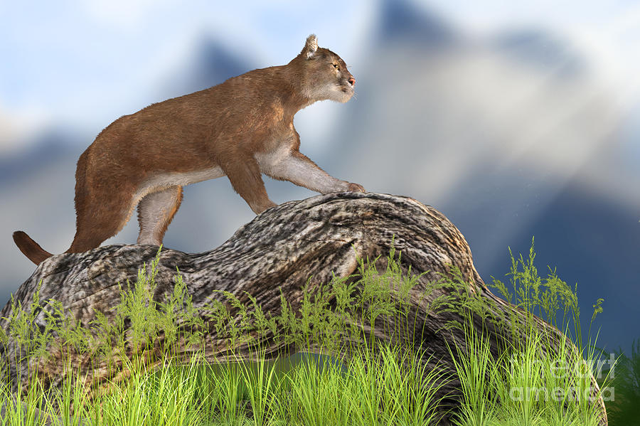 Mountain Lion Digital Art by Elle Arden Walby - Fine Art America