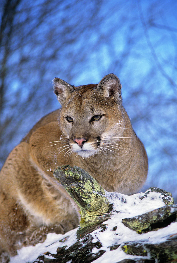 Animal Photograph - Mountain Lion Felis Concolor North by Animal Images