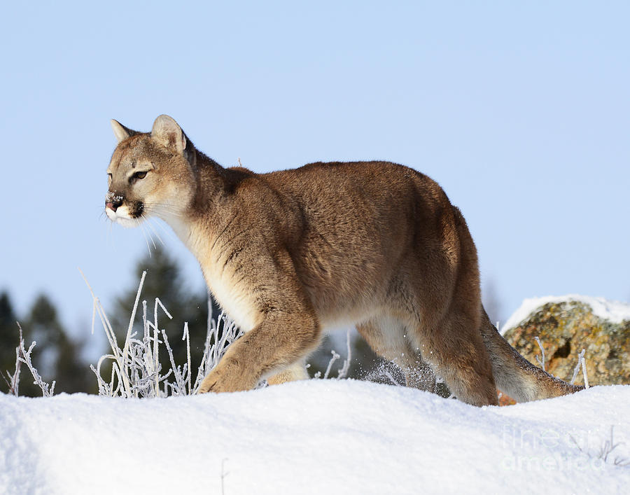 Mountain Lion Hunting Photograph by Dennis Hammer - Fine Art America